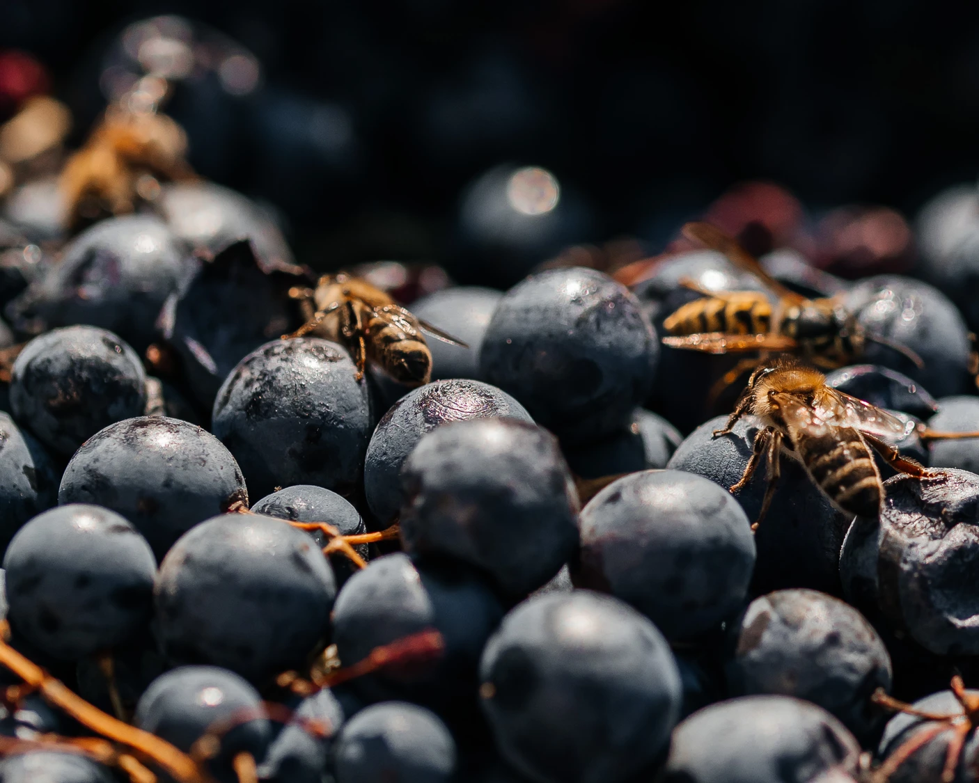 Пчели и оси върху узряло лилаво грозде, ключови за автентичното българско вино на Вила Винифера.