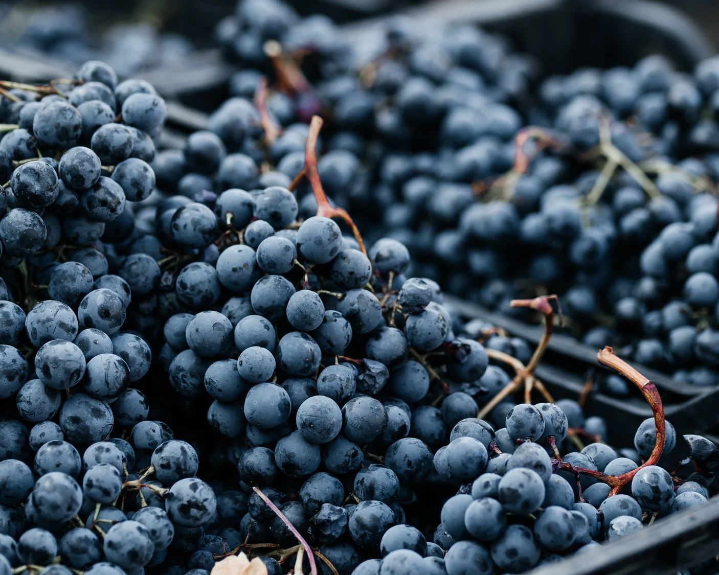 Тъмно българско винено грозде от изба Вила Винифера, прясно обрано за винопроизводство близо до Пловдив.