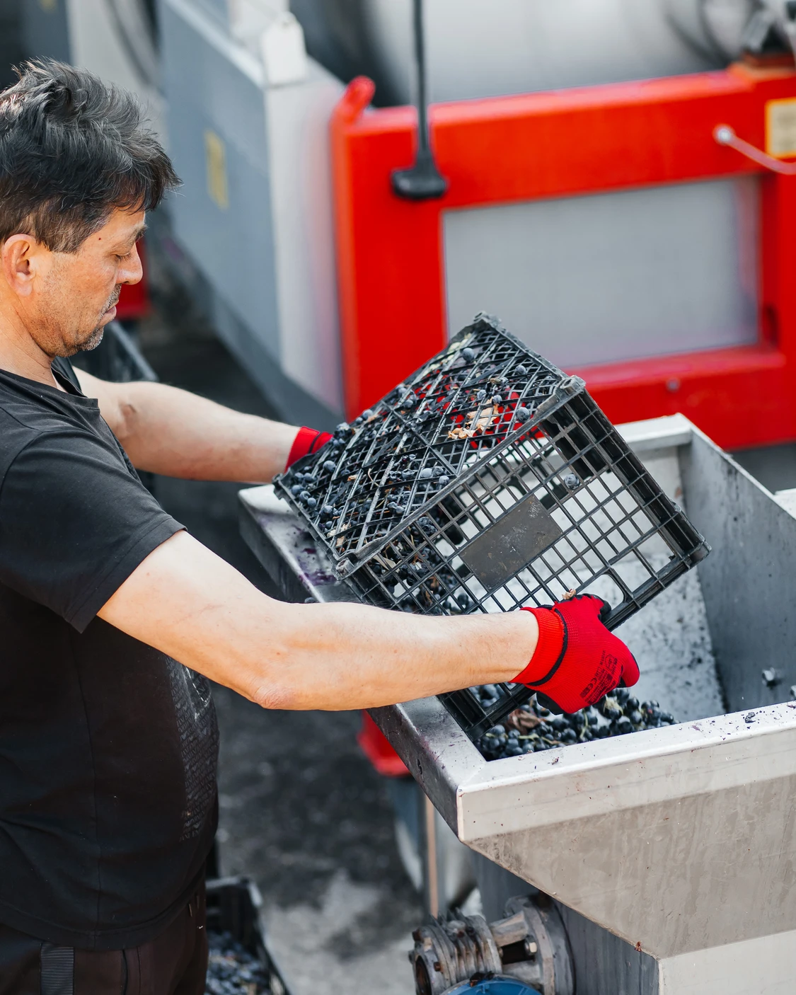 Винар преработва събрано грозде за вината на Вила Винифера в българска винарна край Пловдив.