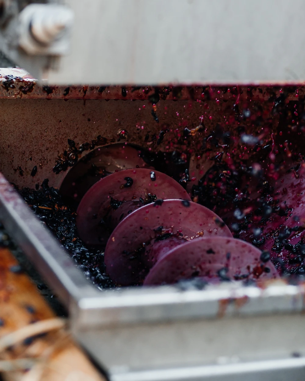 Червено грозде, обработвано от шнекова машина за българско винопроизводство във Villa Vinifera, Пловдив.