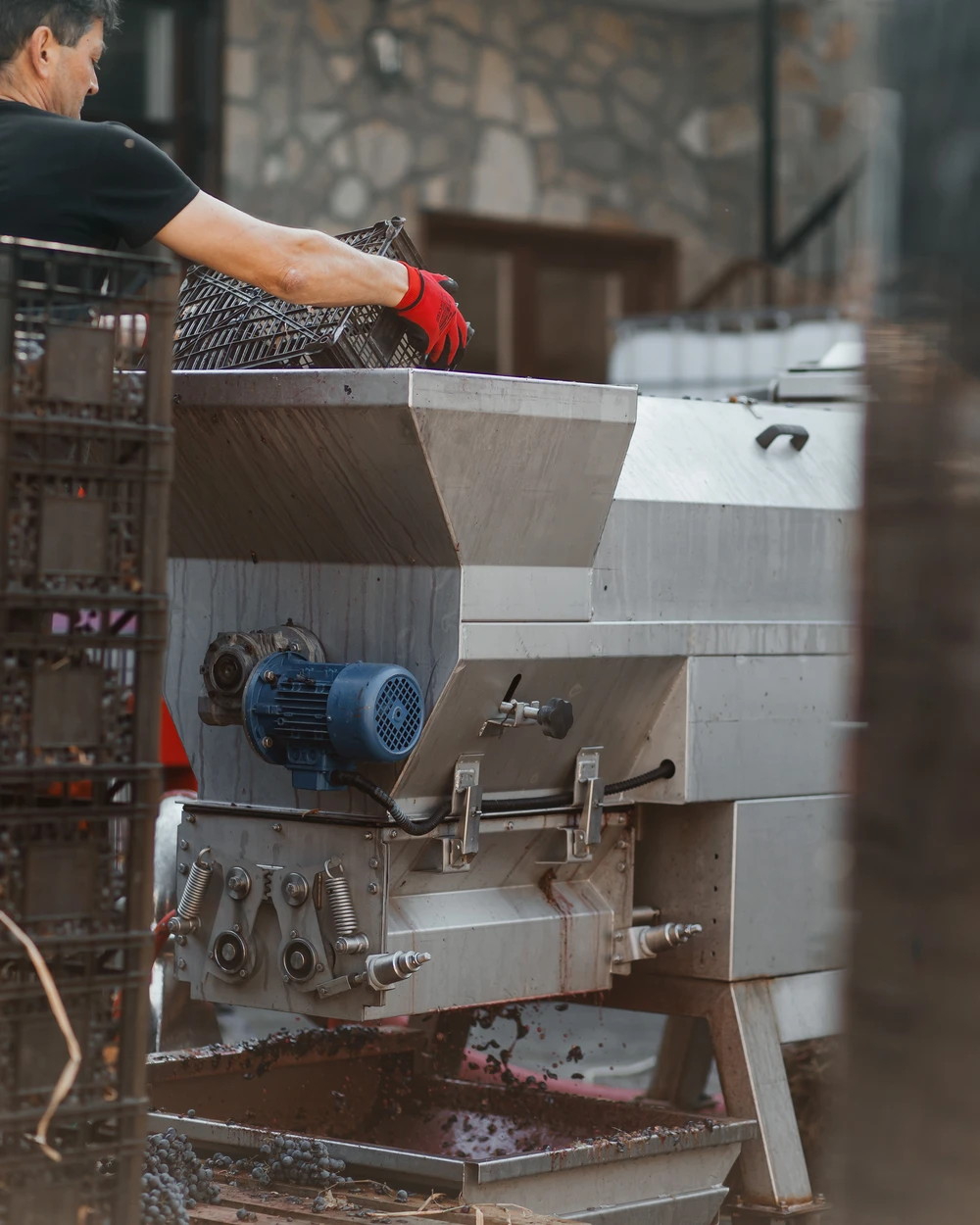 Работник товари грозде в машина във Винарна Вила Винифера за българско вино край Пловдив.