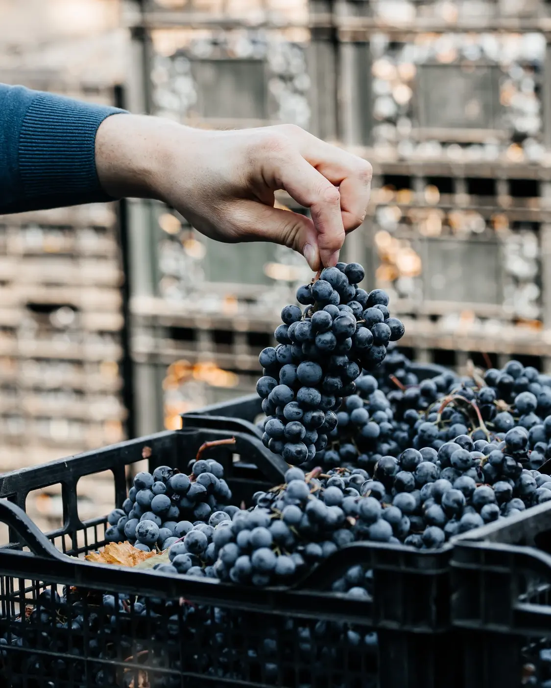 Ръчно бране на узряло тъмно грозде във винарна Вила Винифера, Пловдив, България, за българско вино.
