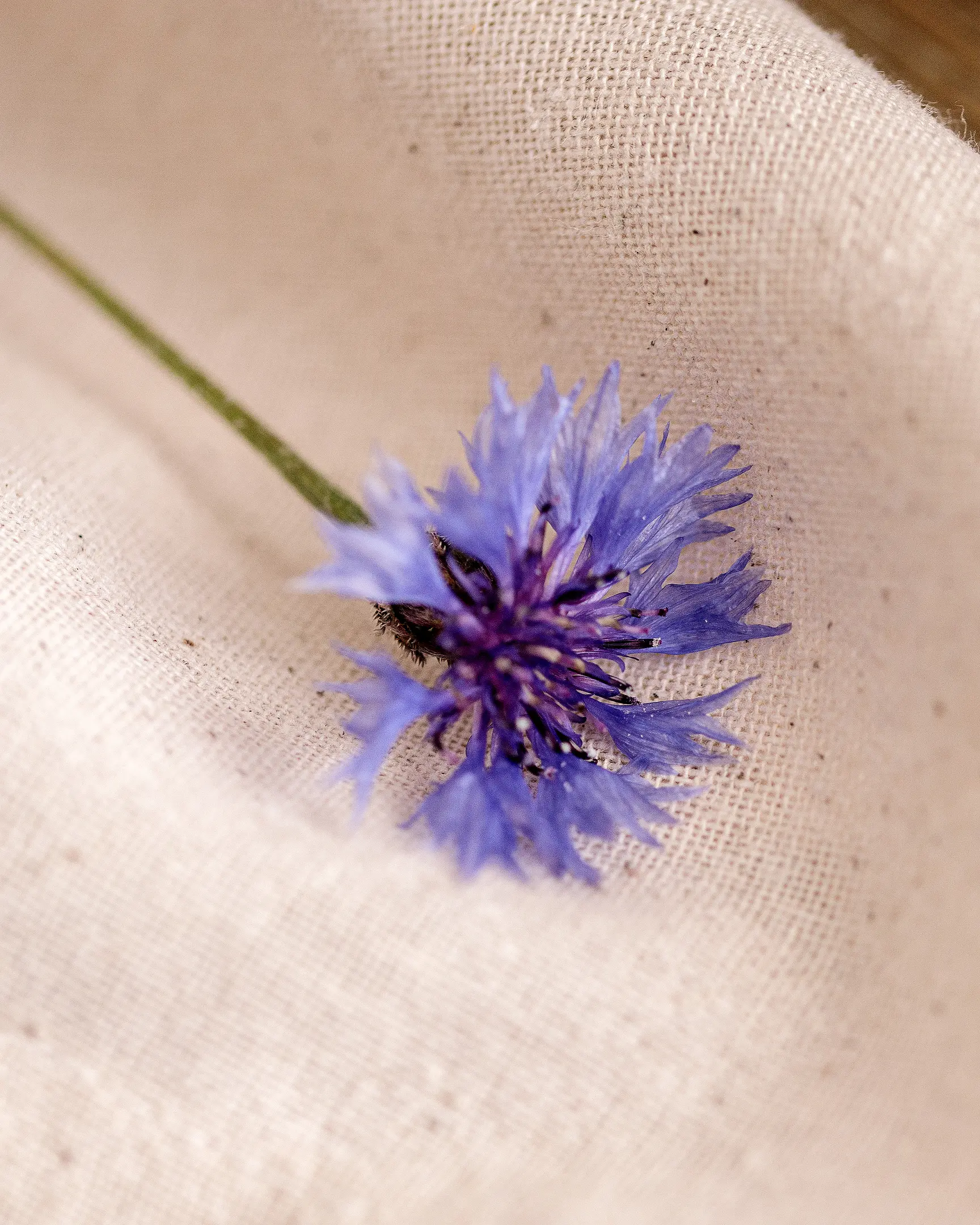 Blue cornflower on light fabric, adding natural aesthetic to Kulich baking recipe.